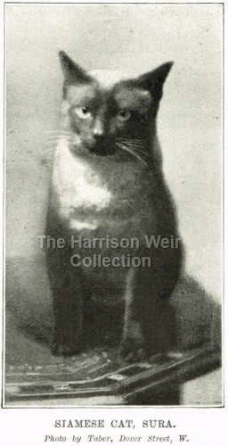 1897 Oct 27 SURA the Siamese owned by McLaren Morrison -web