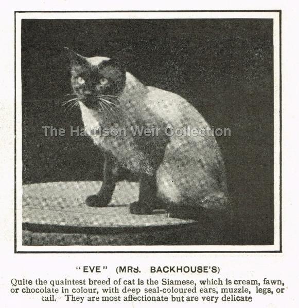 1901 Eve.owned by Mrs Backhouse - Web