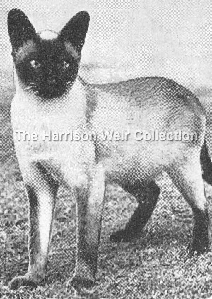 1927 Hints to Cat Lovers .Siamese.Prestwick Puji - FB web